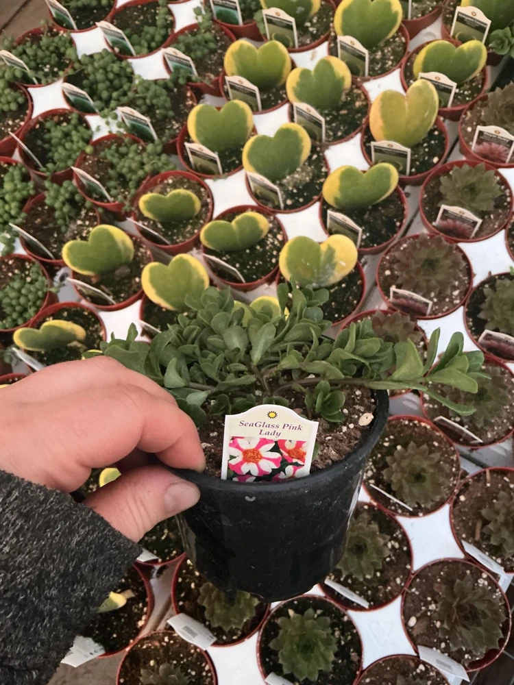 Portulaca 'Seaglass Pink Lady' Live Plant – 4.5 inch Pot – Outdoor Annual - Image 5