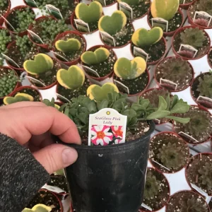 Portulaca 'Seaglass Pink Lady' Live Plant – 4.5 inch Pot – Outdoor Annual - Image 6