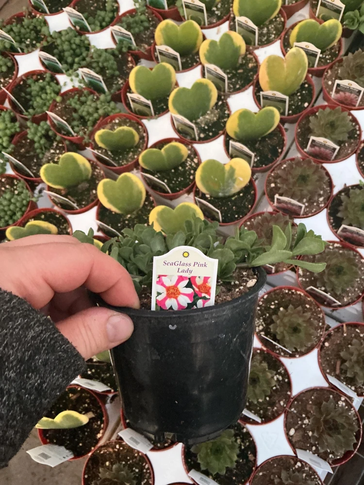Portulaca 'Seaglass Pink Lady' Live Plant – 4.5 inch Pot – Outdoor Annual - Image 6