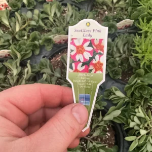 Portulaca 'Seaglass Pink Lady' Live Plant – 4.5 inch Pot – Outdoor Annual - Image 7