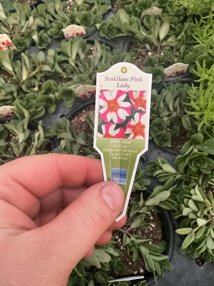 Portulaca 'Seaglass Pink Lady' Live Plant – 4.5 inch Pot – Outdoor Annual - Image 7