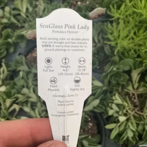 Portulaca 'Seaglass Pink Lady' Live Plant – 4.5 inch Pot – Outdoor Annual - Image 8