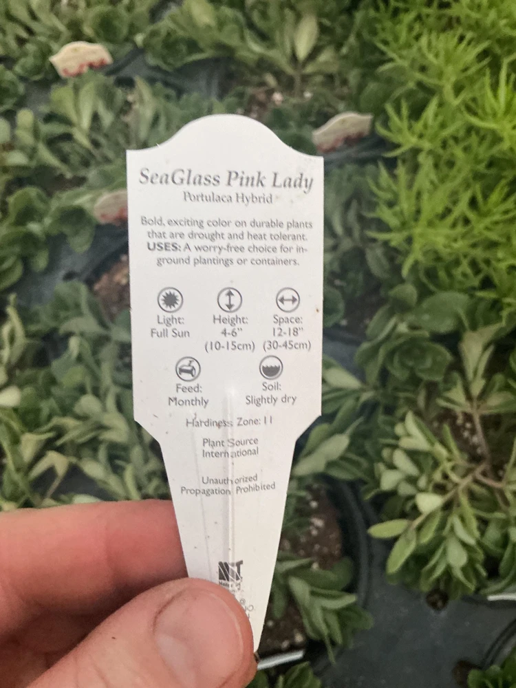 Portulaca 'Seaglass Pink Lady' Live Plant – 4.5 inch Pot – Outdoor Annual - Image 8