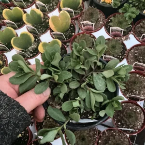 Portulaca 'Seaglass Plumberry' Live Plant – 4.5 inch Pot – Outdoor Annual - Image 2