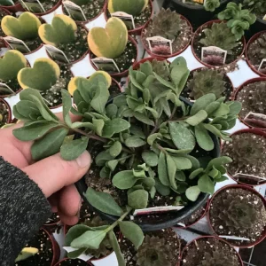 Portulaca 'Seaglass Plumberry' Live Plant – 4.5 inch Pot – Outdoor Annual - Image 3