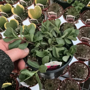 Portulaca 'Seaglass Plumberry' Live Plant – 4.5 inch Pot – Outdoor Annual - Image 4