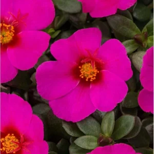 Portulaca 'Seaglass Plumberry' Live Plant – 4.5 inch Pot – Outdoor Annual - Image 1