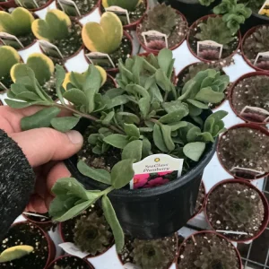 Portulaca 'Seaglass Plumberry' Live Plant – 4.5 inch Pot – Outdoor Annual - Image 5