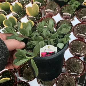 Portulaca 'Seaglass Plumberry' Live Plant – 4.5 inch Pot – Outdoor Annual - Image 6