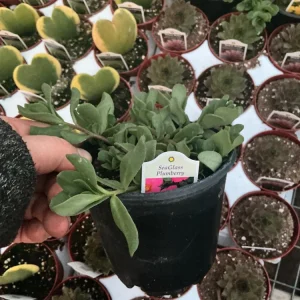 Portulaca 'Seaglass Plumberry' Live Plant – 4.5 inch Pot – Outdoor Annual - Image 7