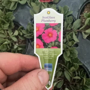 Portulaca 'Seaglass Plumberry' Live Plant – 4.5 inch Pot – Outdoor Annual - Image 8