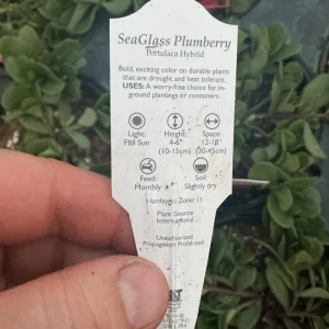Portulaca 'Seaglass Plumberry' Live Plant – 4.5 inch Pot – Outdoor Annual - Image 9