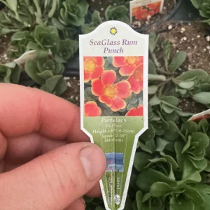 Portulaca 'Seaglass Rum Punch' Live Plant - 4.5 inch Pot - Vibrant Outdoor Succulent - Image 10