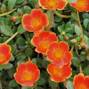 Portulaca 'Seaglass Rum Punch' Live Plant - 4.5 inch Pot - Vibrant Outdoor Succulent - Image 2