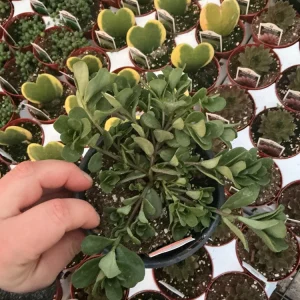 Portulaca 'Seaglass Rum Punch' Live Plant - 4.5 inch Pot - Vibrant Outdoor Succulent - Image 3