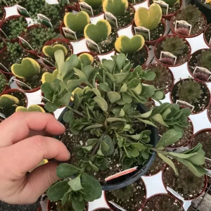 Portulaca 'Seaglass Rum Punch' Live Plant - 4.5 inch Pot - Vibrant Outdoor Succulent - Image 4