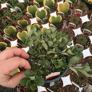 Portulaca 'Seaglass Rum Punch' Live Plant - 4.5 inch Pot - Vibrant Outdoor Succulent - Image 5