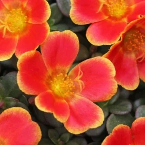 Portulaca 'Seaglass Rum Punch' Live Plant - 4.5 inch Pot - Vibrant Outdoor Succulent - Image 1