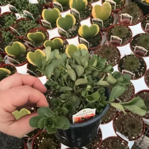 Portulaca 'Seaglass Rum Punch' Live Plant - 4.5 inch Pot - Vibrant Outdoor Succulent - Image 6