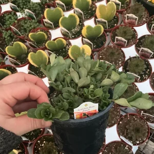 Portulaca 'Seaglass Rum Punch' Live Plant - 4.5 inch Pot - Vibrant Outdoor Succulent - Image 7