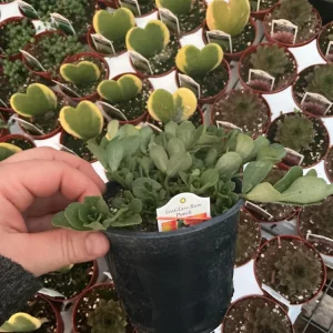 Portulaca 'Seaglass Rum Punch' Live Plant - 4.5 inch Pot - Vibrant Outdoor Succulent - Image 8
