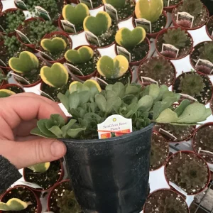 Portulaca 'Seaglass Rum Punch' Live Plant - 4.5 inch Pot - Vibrant Outdoor Succulent - Image 9