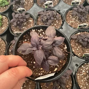 Prospera Red DMR Basil Live Plant – 4.5