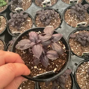 Prospera Red DMR Basil Live Plant – 4.5