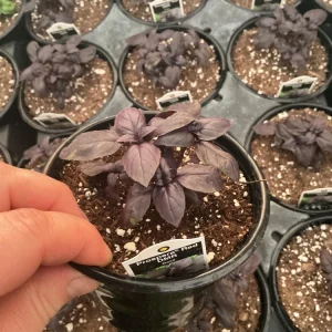 Prospera Red DMR Basil Live Plant – 4.5