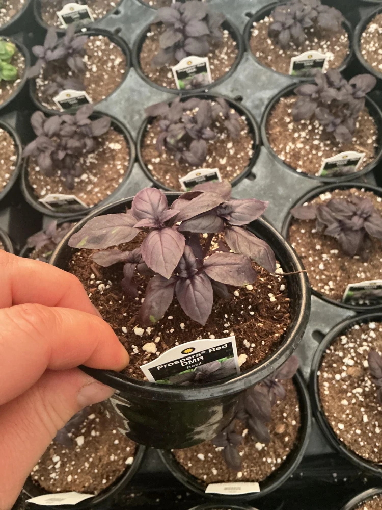 Prospera Red DMR Basil Live Plant – 4.5" Pot – Disease Resistant Herb - Image 3