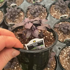 Prospera Red DMR Basil Live Plant – 4.5