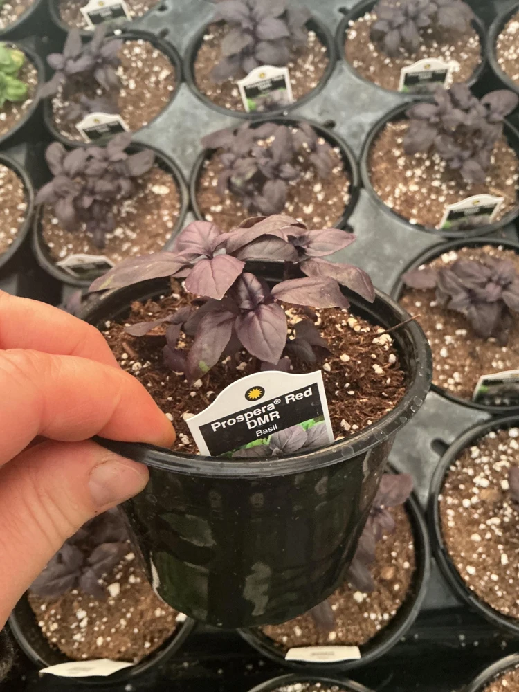 Prospera Red DMR Basil Live Plant – 4.5" Pot – Disease Resistant Herb - Image 4