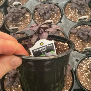 Prospera Red DMR Basil Live Plant – 4.5