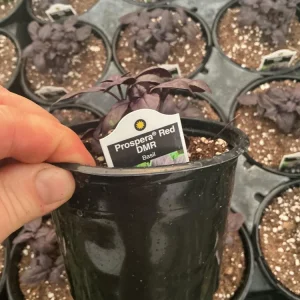 Prospera Red DMR Basil Live Plant – 4.5