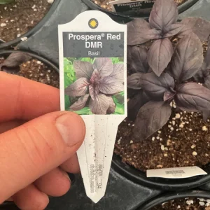 Prospera Red DMR Basil Live Plant – 4.5