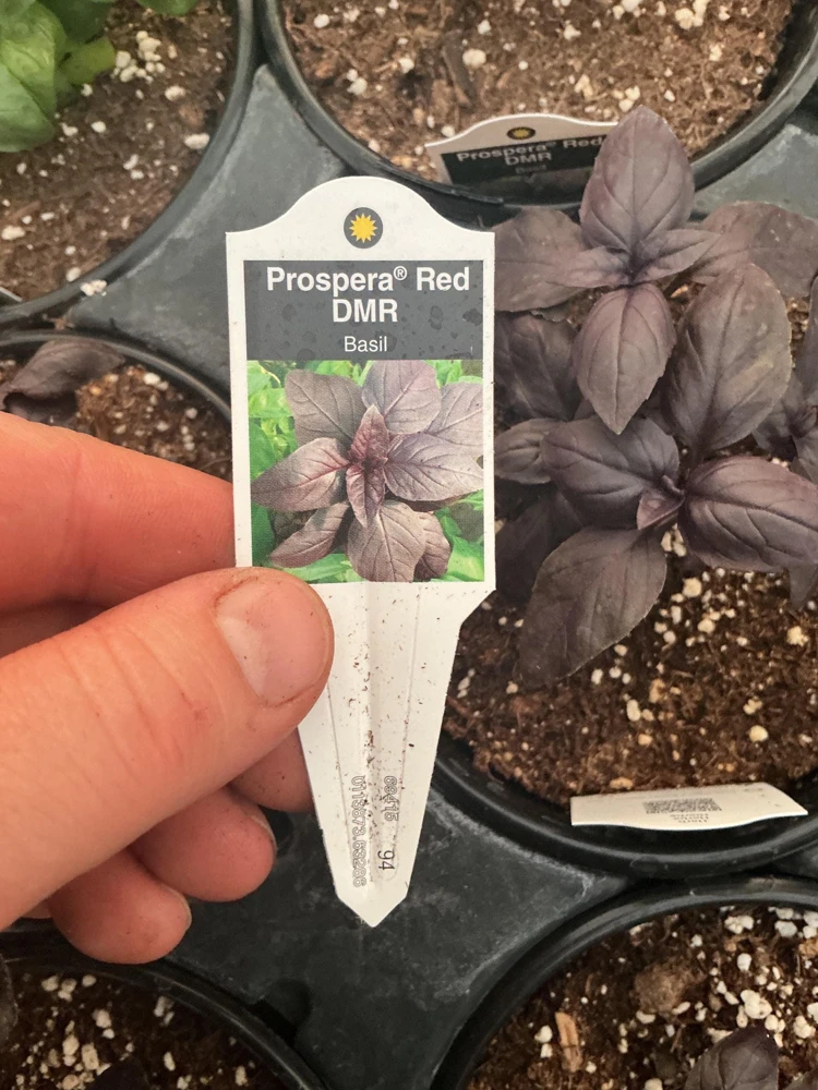 Prospera Red DMR Basil Live Plant – 4.5" Pot – Disease Resistant Herb - Image 7