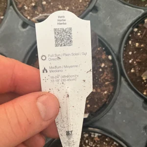 Prospera Red DMR Basil Live Plant – 4.5