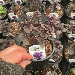 Purple Ball Basil Live Plant - 4.5