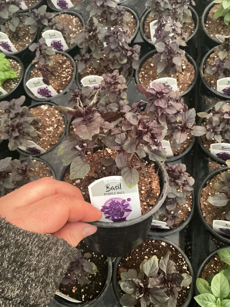 Purple Ball Basil Live Plant - 4.5" Pot - Culinary Herb - Image 10