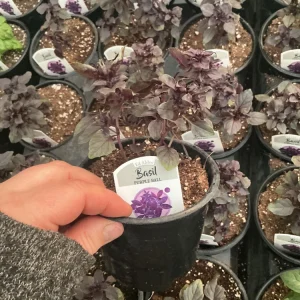 Purple Ball Basil Live Plant - 4.5