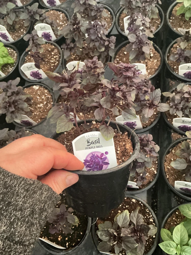 Purple Ball Basil Live Plant - 4.5" Pot - Culinary Herb - Image 11