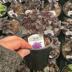 Purple Ball Basil Live Plant - 4.5
