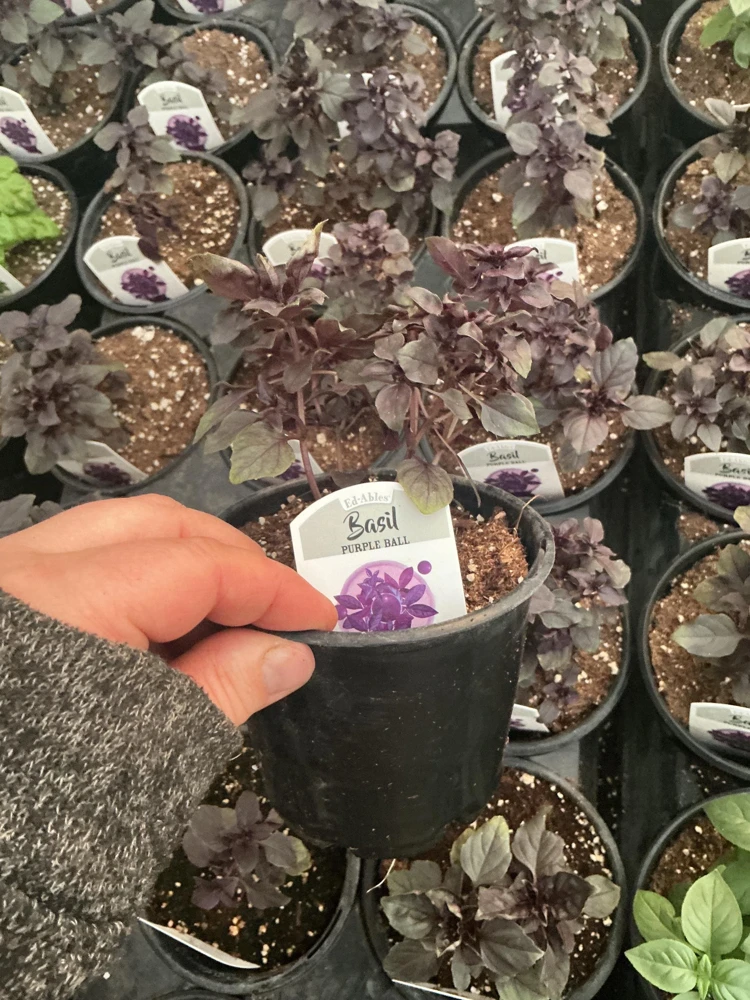 Purple Ball Basil Live Plant - 4.5" Pot - Culinary Herb - Image 12