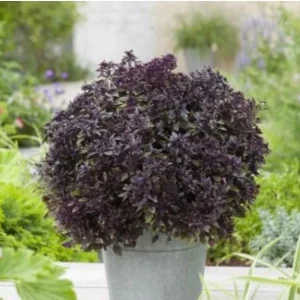 Purple Ball Basil Live Plant - 4.5
