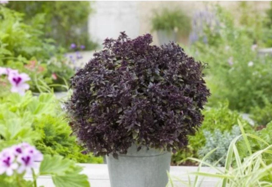 Purple Ball Basil Live Plant - 4.5" Pot - Culinary Herb - Image 2