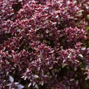 Purple Ball Basil Live Plant - 4.5