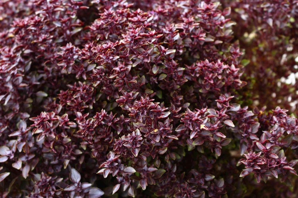 Purple Ball Basil Live Plant - 4.5" Pot - Culinary Herb - Image 3