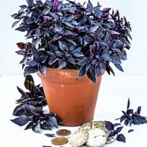 Purple Ball Basil Live Plant - 4.5