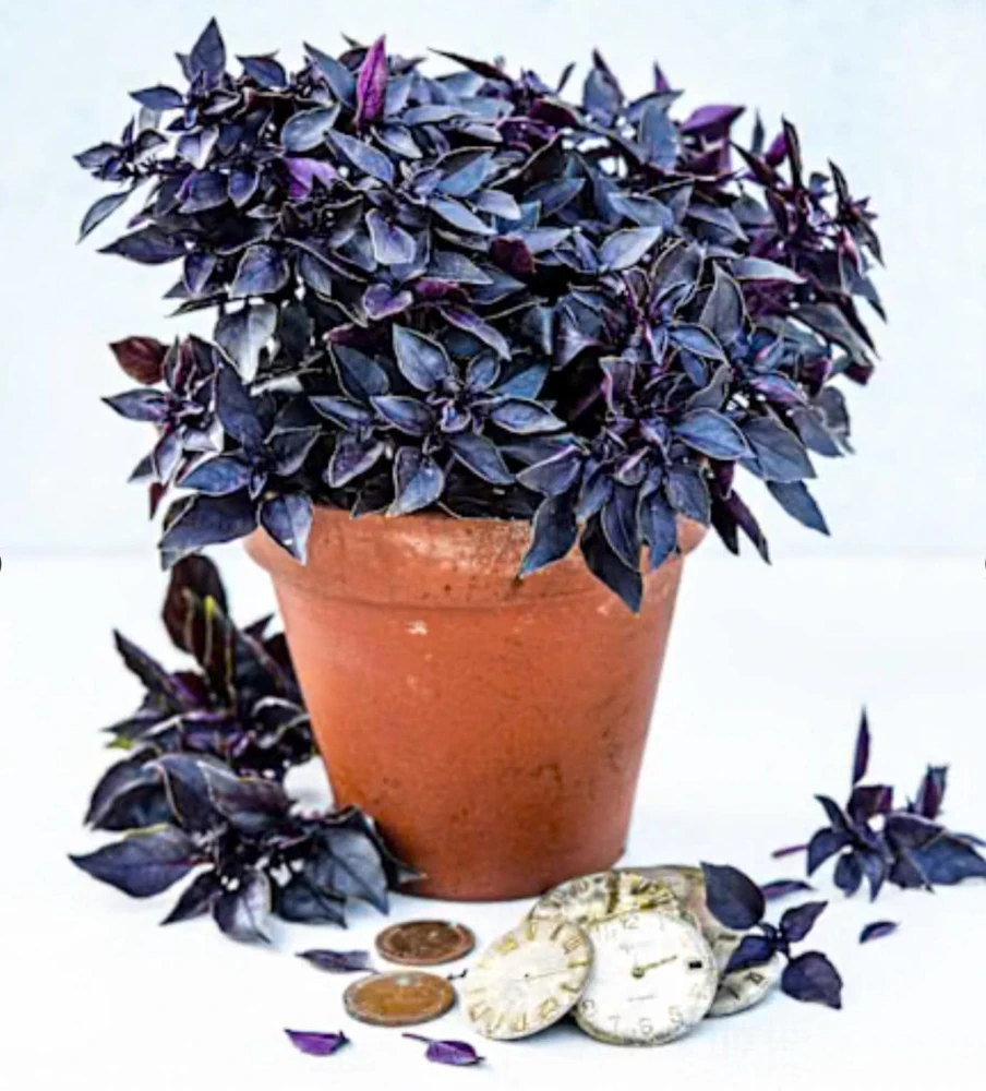Purple Ball Basil Live Plant - 4.5" Pot - Culinary Herb - Image 4