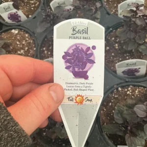 Purple Ball Basil Live Plant - 4.5
